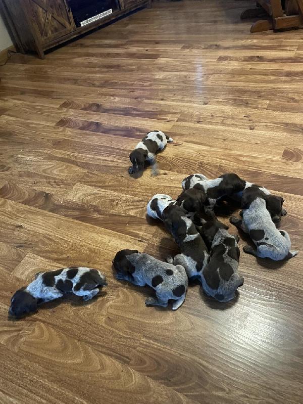 German Shorthaired Pointer
