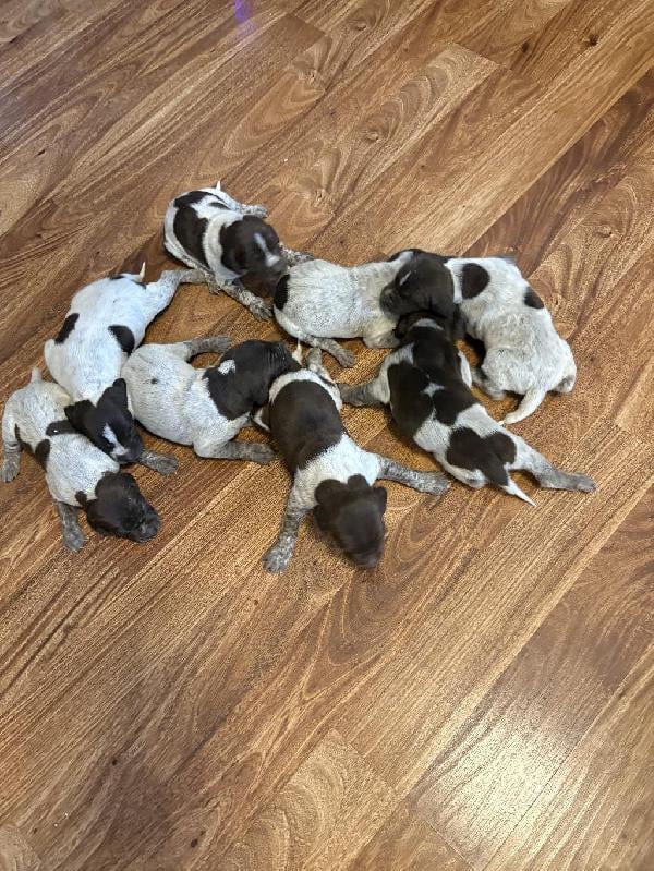 German Shorthaired Pointer