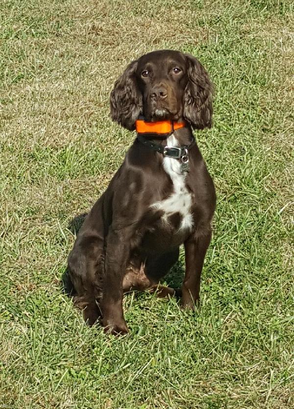 English Cocker Spaniel