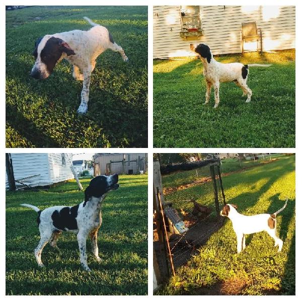 English Pointer