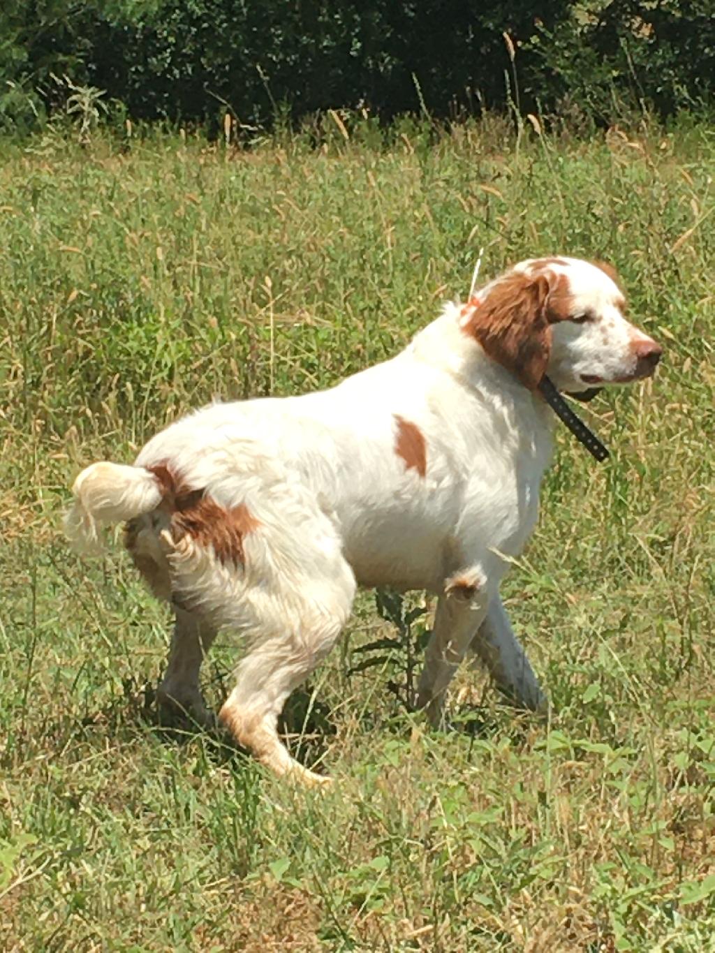 WELL STARTED BRITTANY SPANIEL FOR SALE