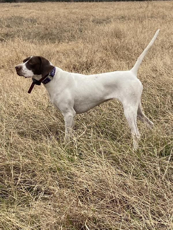 English Pointer