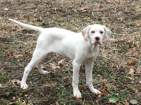 English Pointer - Puppies For Sale