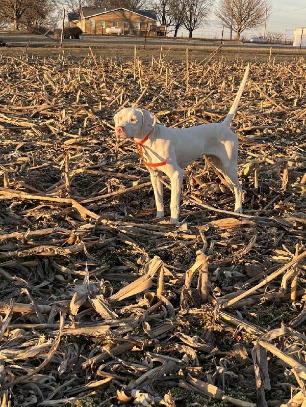 CLEAN WHITE POINTER MALE. English Pointer