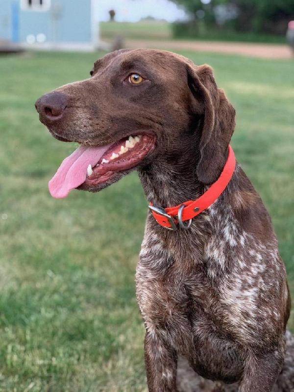 AKC STUD GSP GREAT BLOODLINES