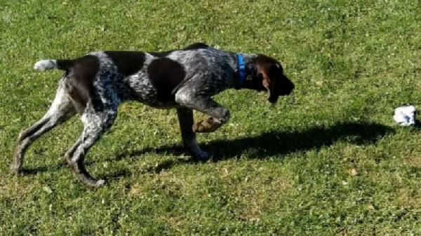 German Shorthaired Pointer