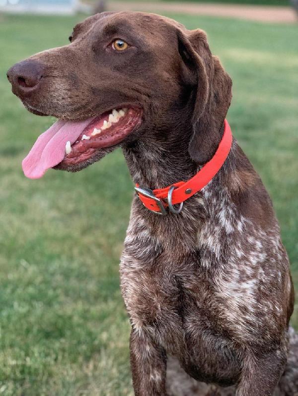 German Shorthaired Pointer