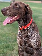 AKC GSP SHARP SHOOTER/STANDING STONES/MARZLOF