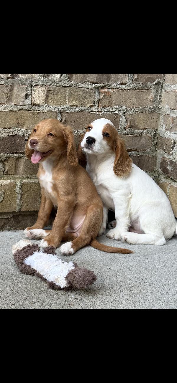 English Cocker Spaniel