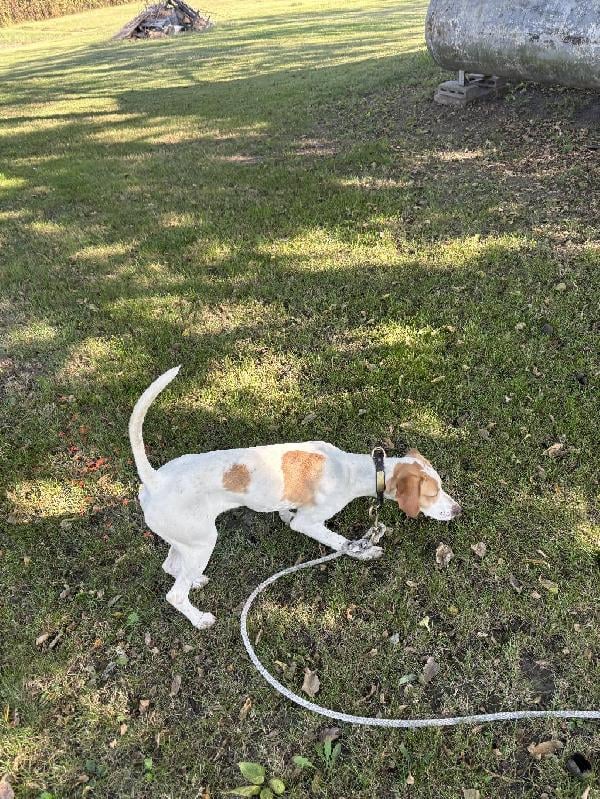 English Pointer