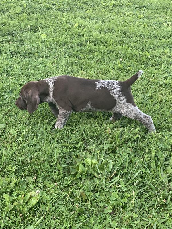 GSP GUN DOG PUPPIES