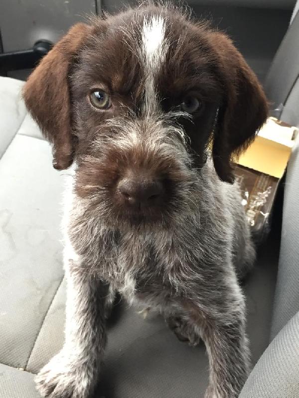 german wirehaired for sale