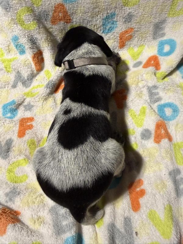 German Shorthaired Pointer