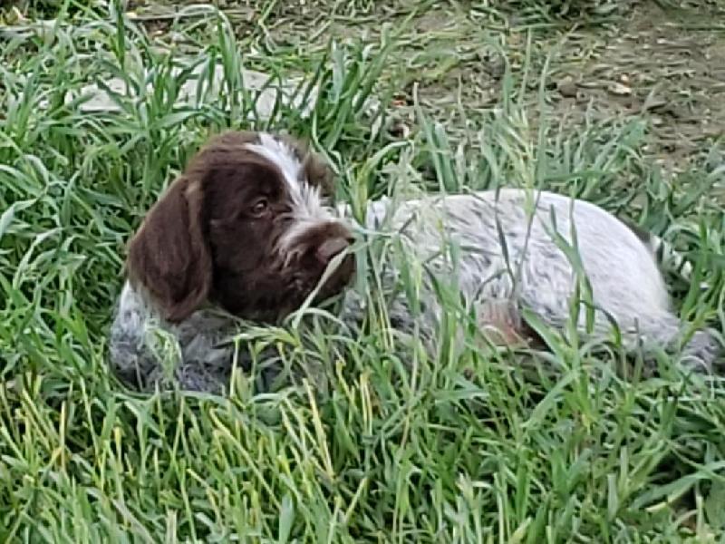 WIREHAIRED POINTING GRIFFON PUPPIES FOR SALE