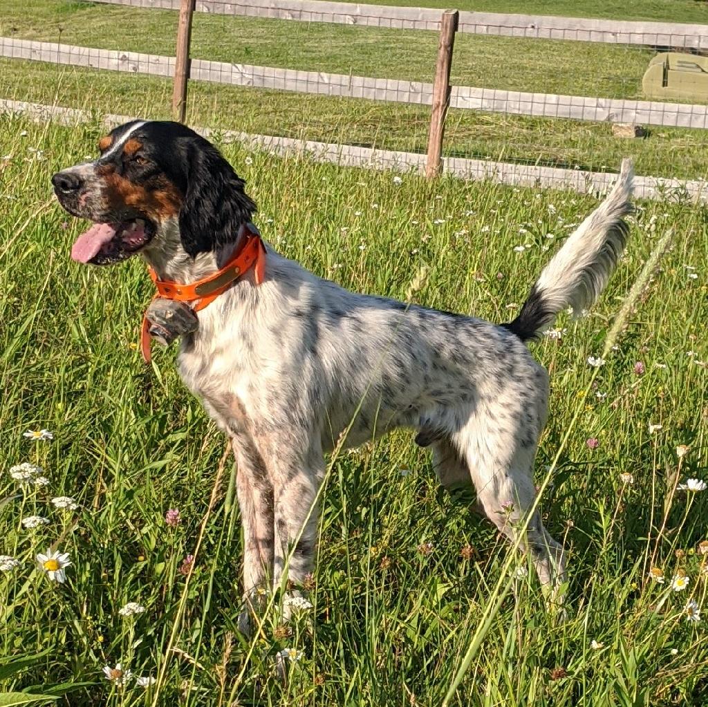 chief-irish-setter-puppy-man-s-best-friend