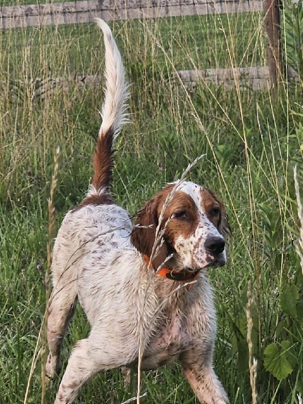 English Setter for sale