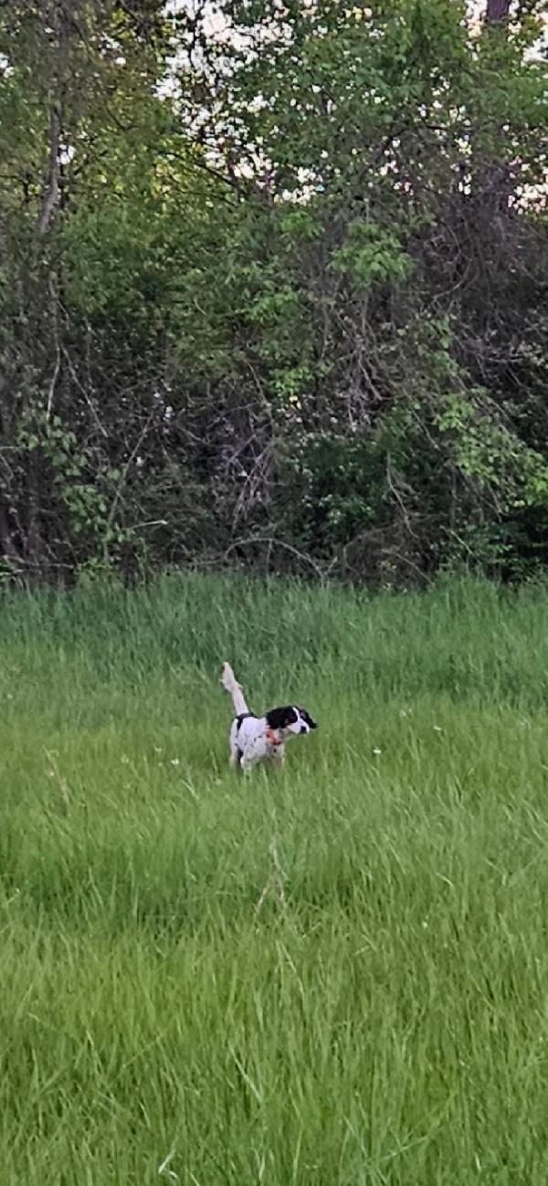 English Setter