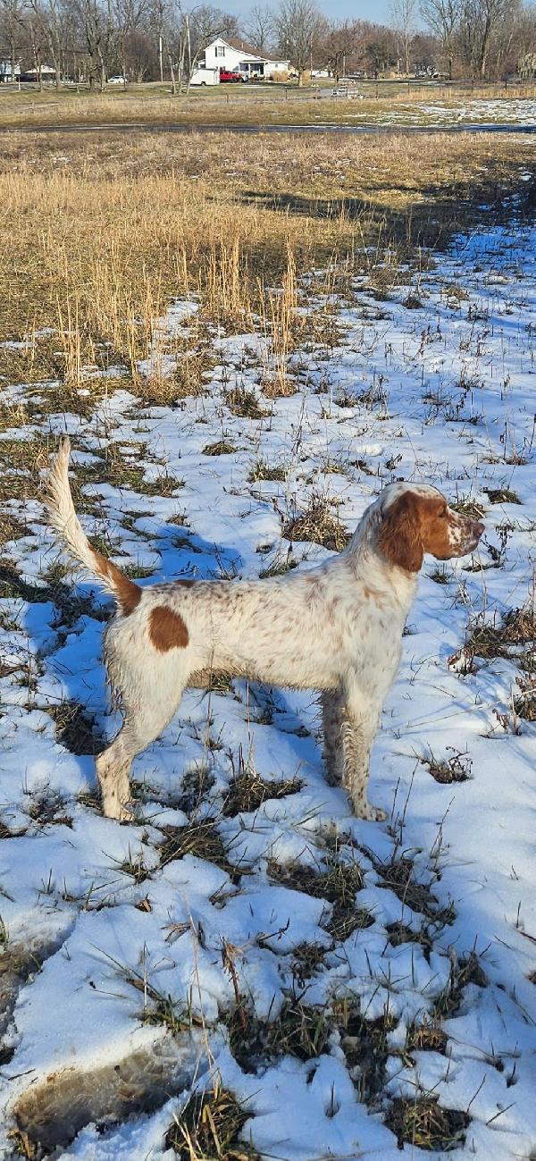 English Setter
