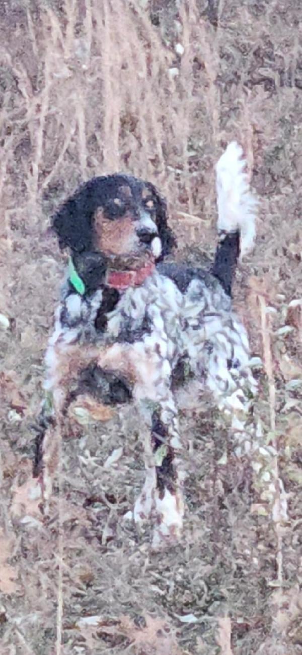 MALE ENGLISH SETTER English Setter