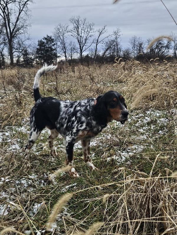 MALE ENGLISH SETTER English Setter