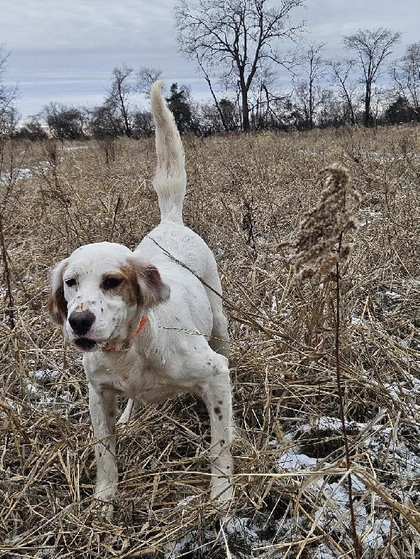 FEMALE ENGLISH SETTER English Setter
