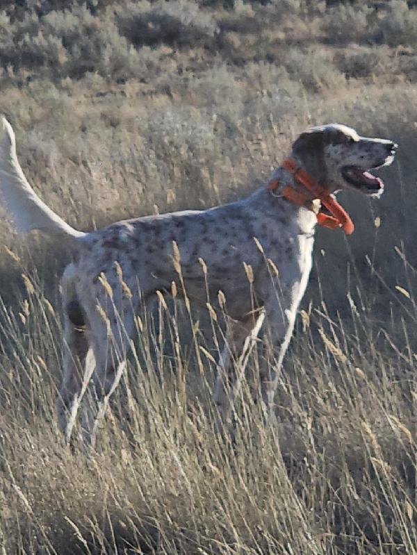 English Setter