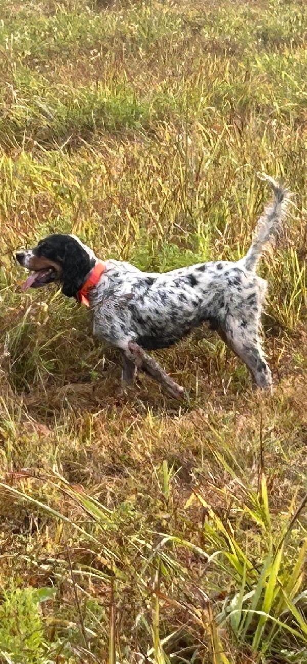 English Setter