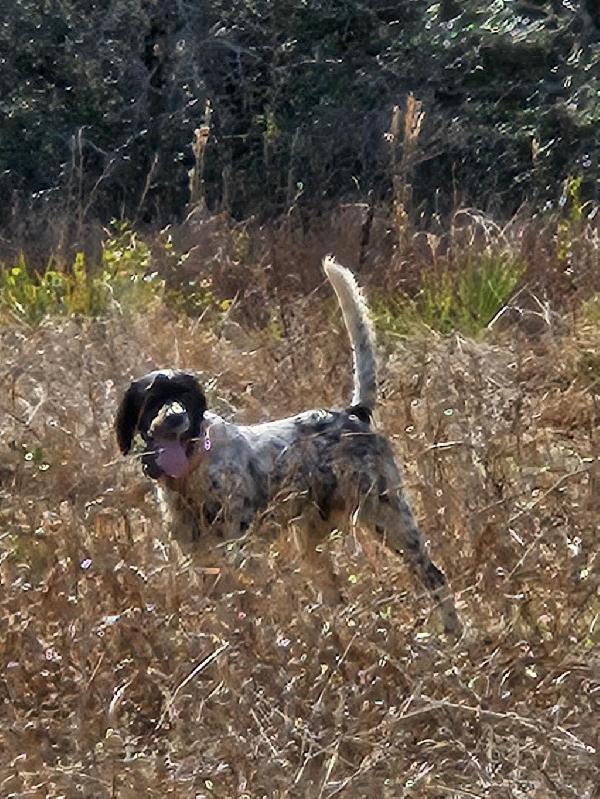 English Setter