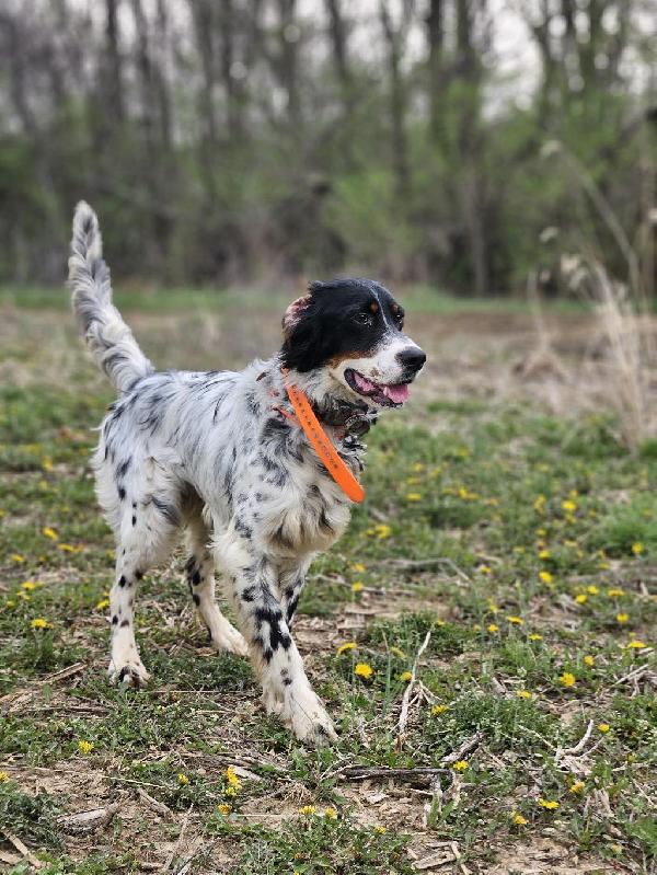 English Setter