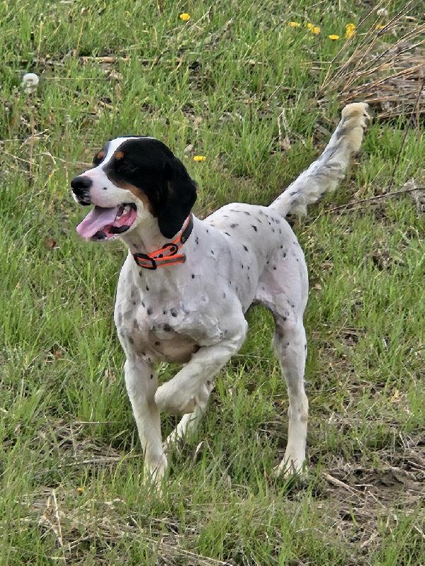 English Setter
