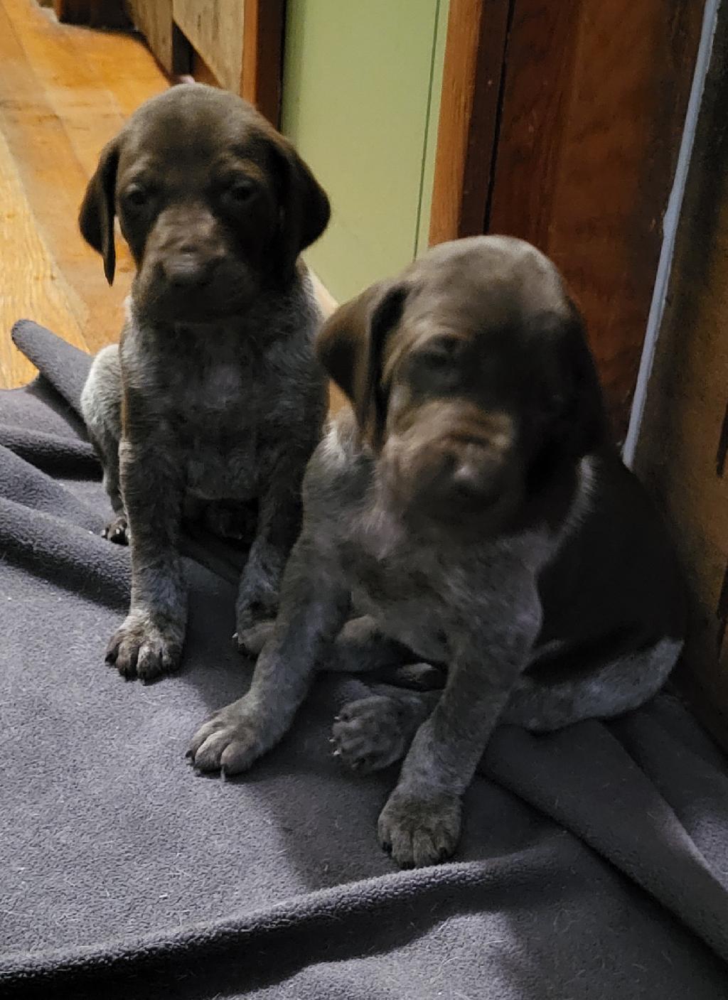 Akc german shop shorthaired pointer puppies