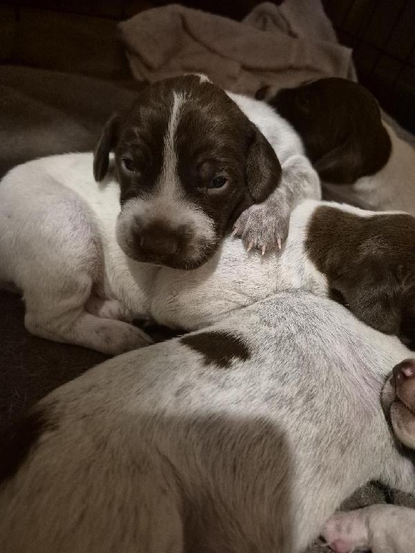 German Shorthaired Pointer