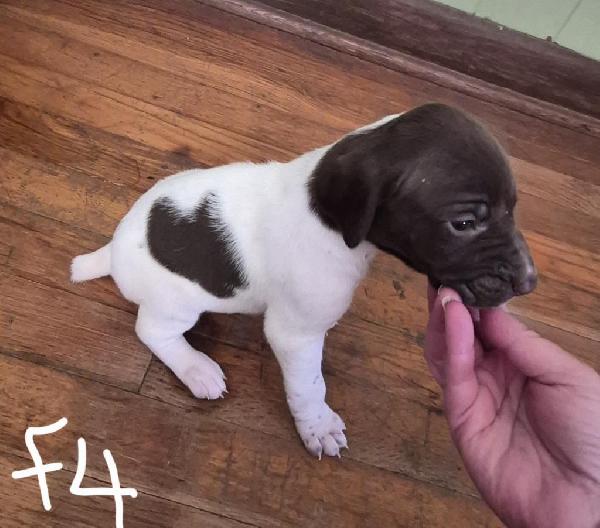 German Shorthaired Pointer