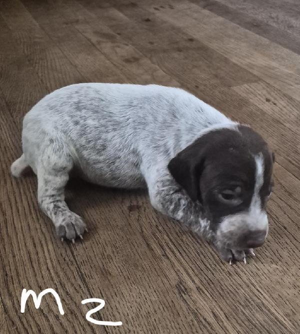 German Shorthaired Pointer
