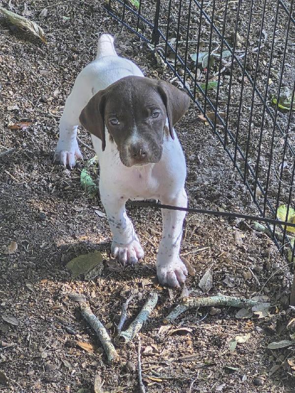 AKC GERMAN SHORTHAIR POINTER PUPPIES German Shorthaired Pointer
