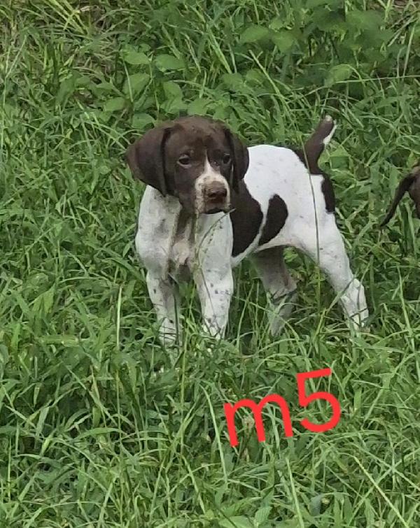 German Shorthaired Pointer