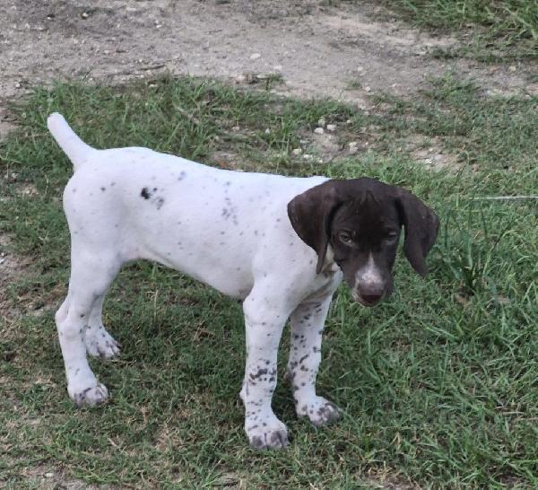 German Shorthaired Pointer