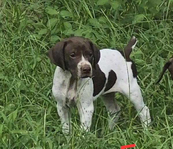 German Shorthaired Pointer