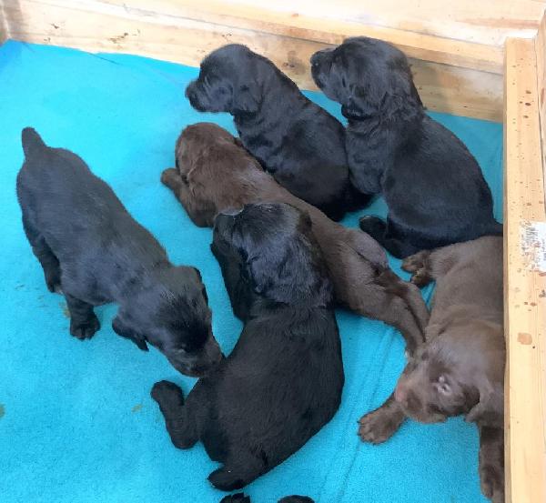 German Shorthaired Pointer Puppies for Sale
