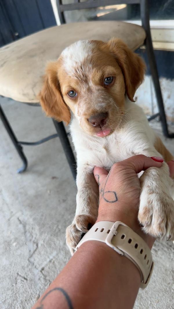 American Brittany