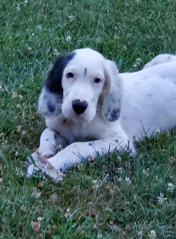 English Setter - Puppies for Sale