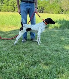 GSP FOR SALE German Shorthaired Pointer