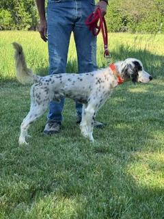 ENGLISH SETTER FOR SALE English Setter