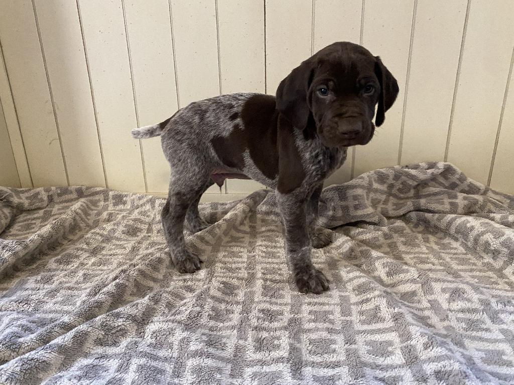 GSP PUPPIES FOR SALE