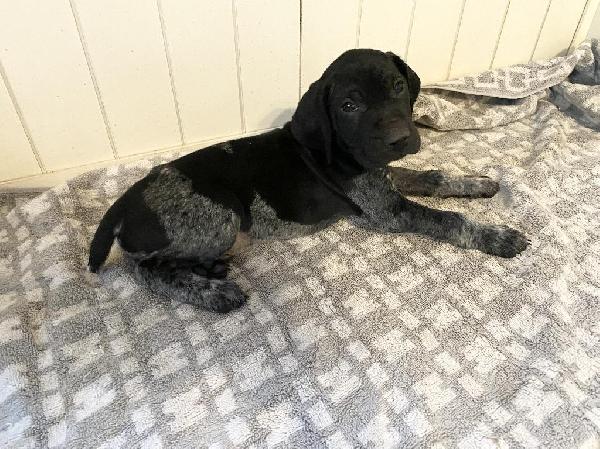 GSP PUPPIES FOR SALE