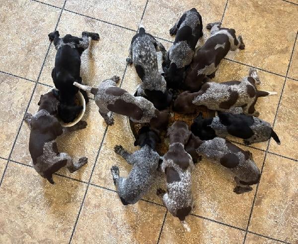 German Shorthaired Pointer