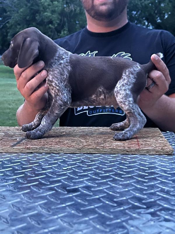 German Shorthaired Pointer