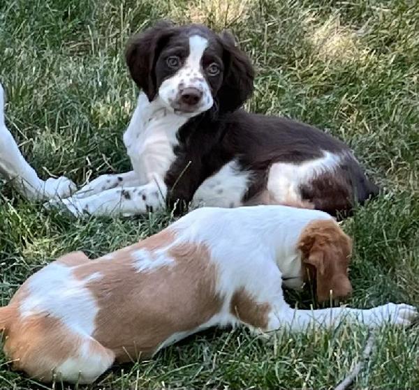 AKC BRITTANY PUPS