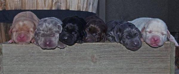 Retrievers Puppies For Sale