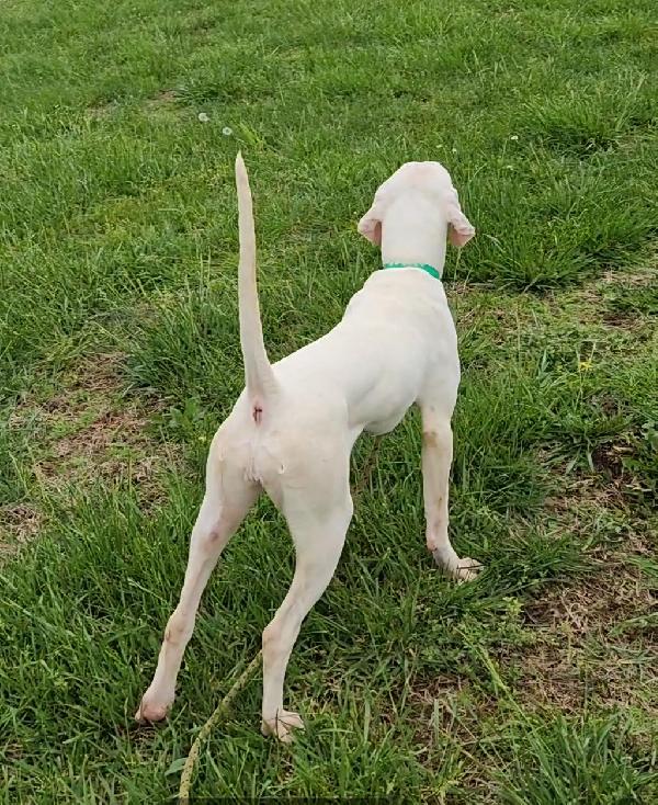 ENGLISH POINTER English Pointer